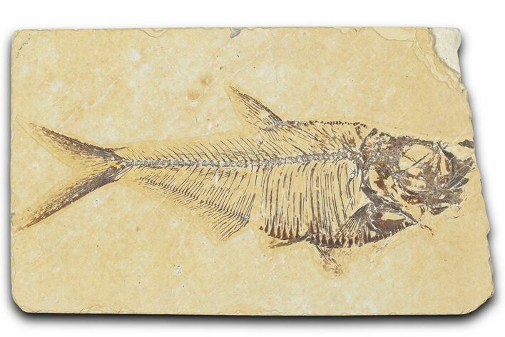 Detailed Fossil Fish (Diplomystus) - Wyoming #354069